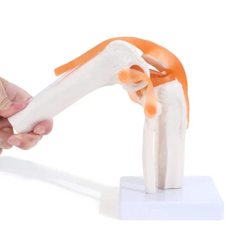 Анатомическая модел на колянната става с связками, на човек в реален размер 1: 1, за изучаване на природни науки в класната стая, демонстрация на обучение
