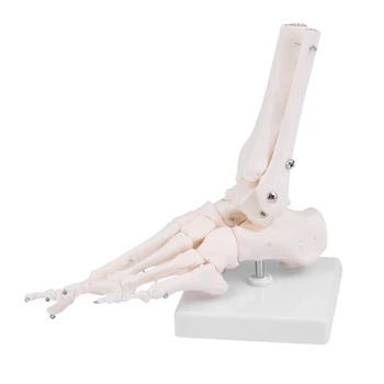 Анатомическая модел на крака на човешкия скелет Стъпало и глезен с анатомична модел на пищяла