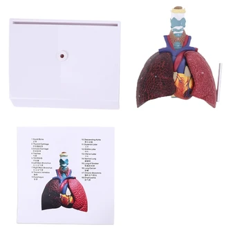 Модел на белите дробове на човека в Пълен размер Анатомическая Дихателна система Анатомия за училище научни ресурси за Обучение Дисплей Обучение Совалка