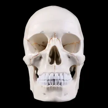 Модел на човешки череп в естествена големина, Анатомический скелет за здравно обучение за Зво